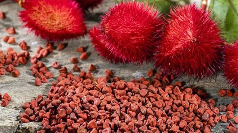 achiote2 768x432