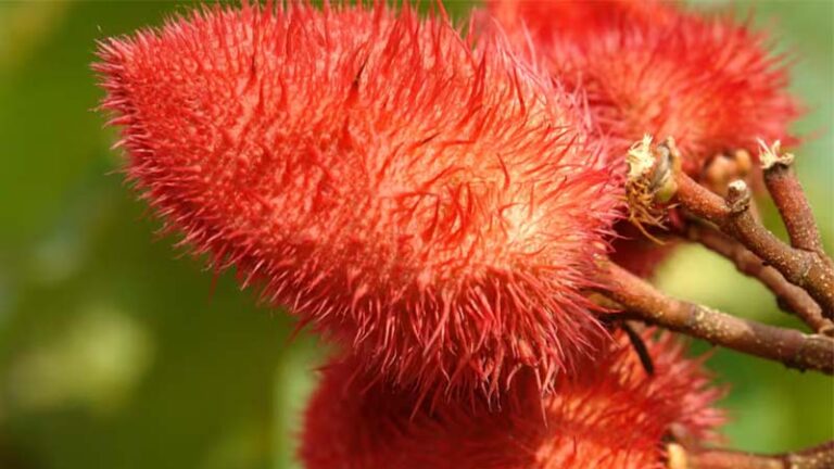 achiote2.1 768x432