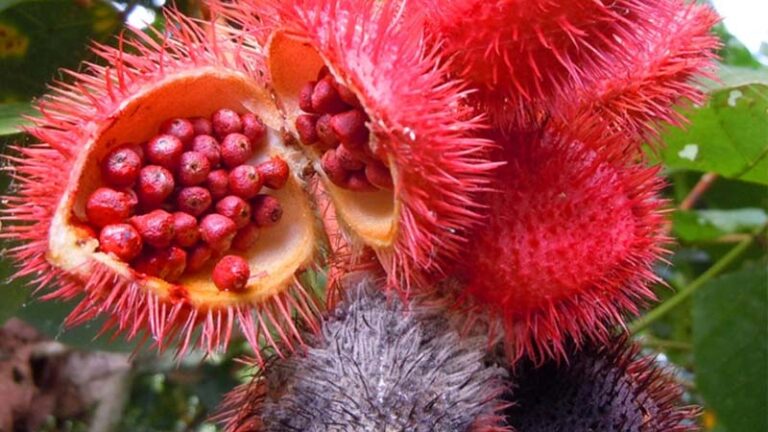 achiote2.3 768x432