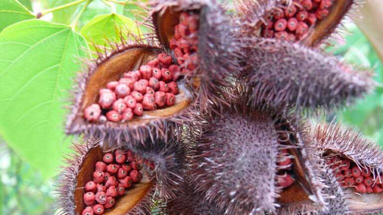 achiote3.3 1 768x432