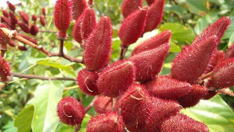 achiote4.1 768x432