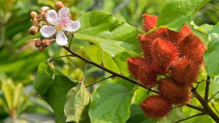 achiote4.3 768x432