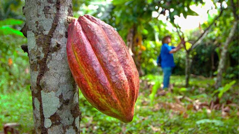 cacao1 1 768x432
