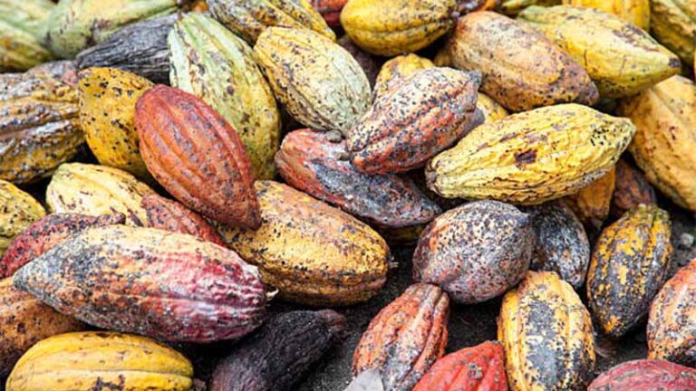 cacao3 2 768x432