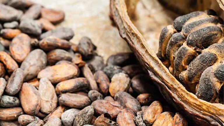 cacao6 2 768x432