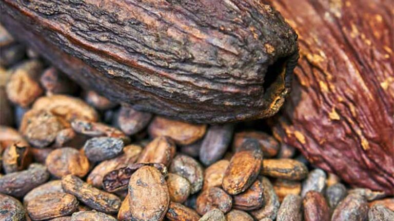 cacao7 1 768x432