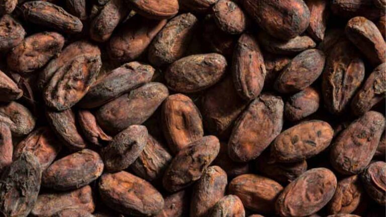 cacao8 4 768x432