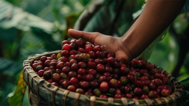 finca 768x432